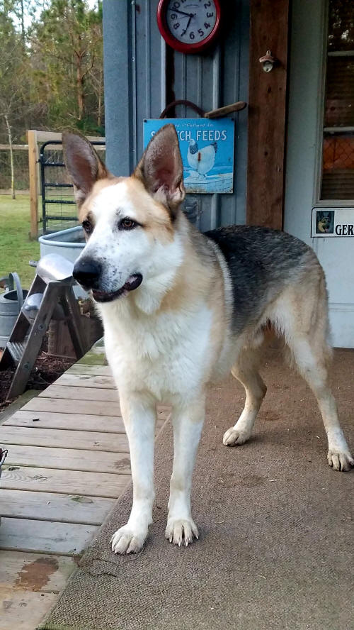 panda german shepherd